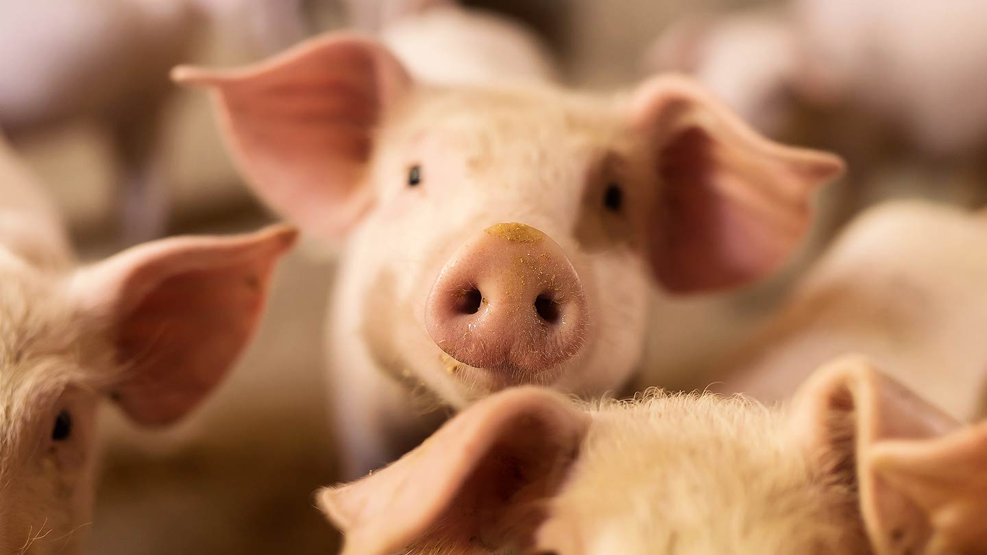 Nahaufnahme eines neugierig schauenden Schweins mit weiteren Schweinen im Hintergrund