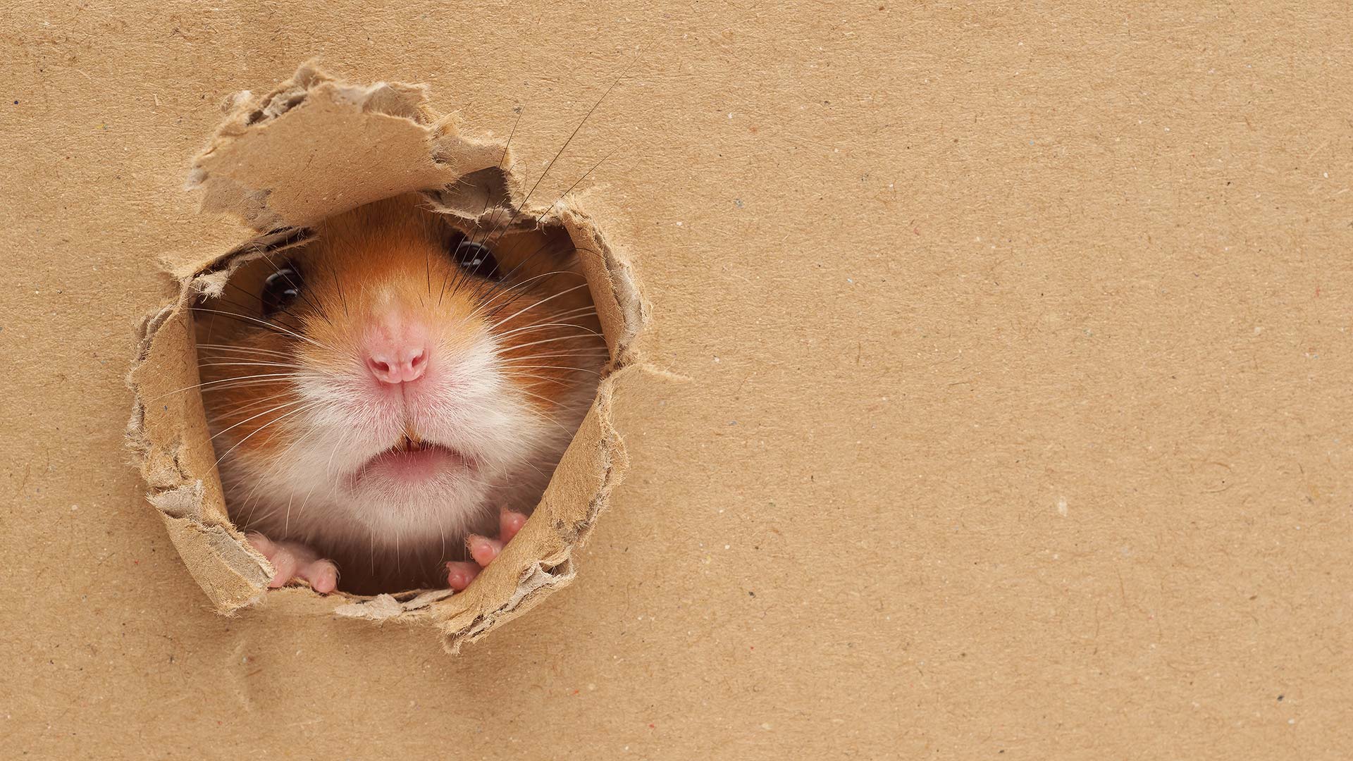 Hamster schaut durch ein Loch in einem Stück Pappe